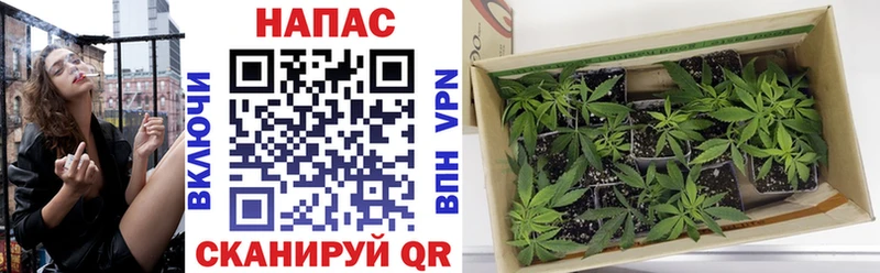 Купить где Сухиничи Бошки Шишки планчик